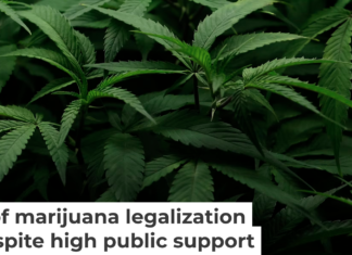 Cannabis plants are seen at Harborside Oakland Dispensary on Aug. 11, 2025, in Oakland, Calif. Justin Sullivan/Getty Images